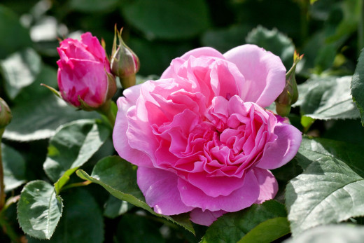 755919 (a): :2500x1666